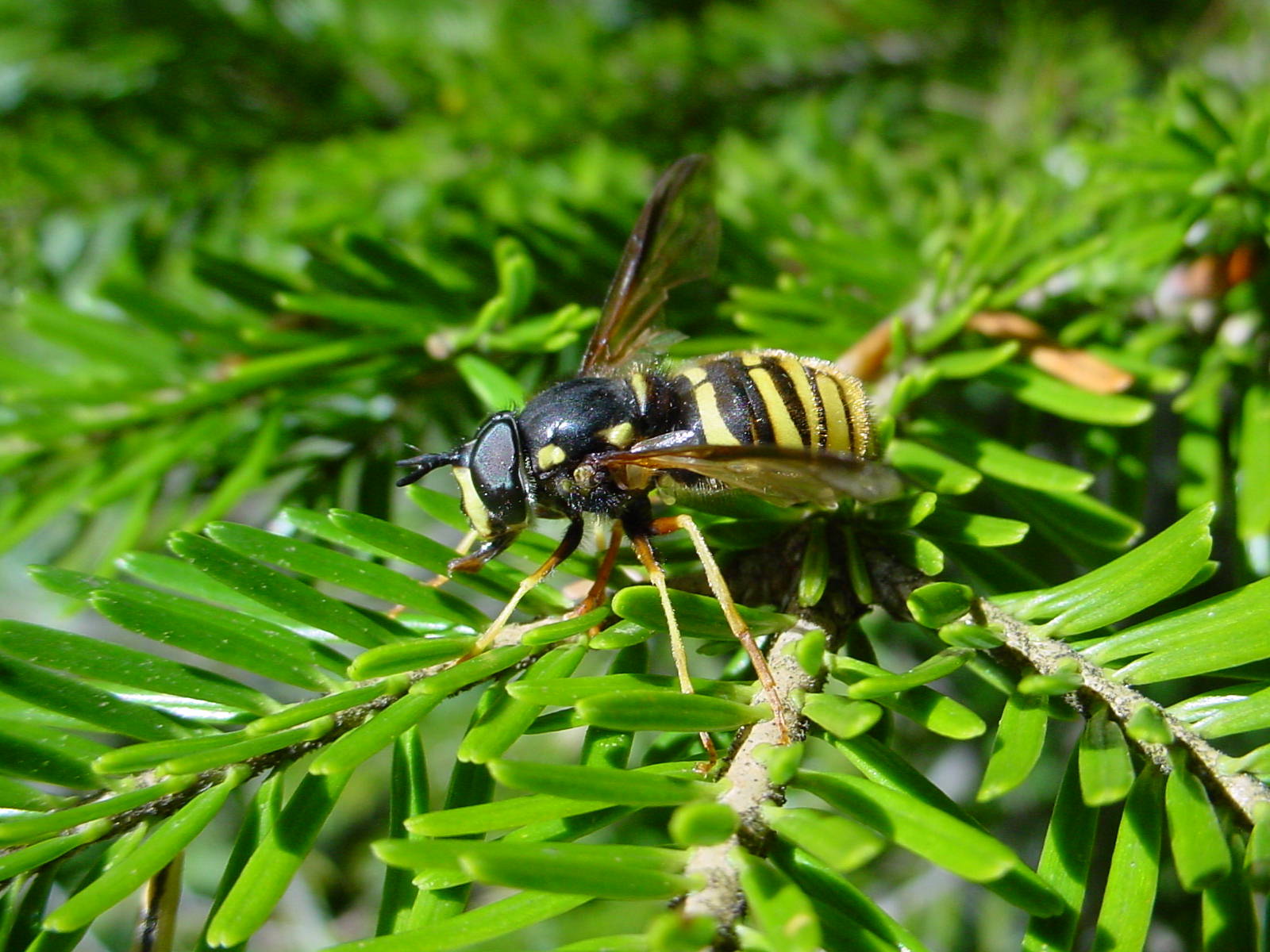 syrphides